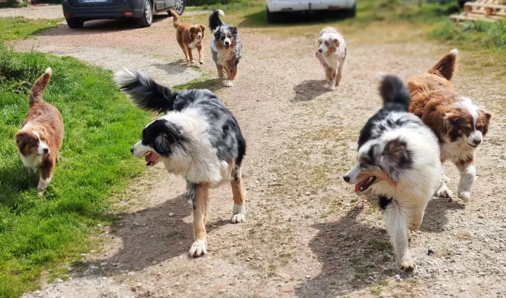 Pension canine, féline et NAC dans le Médoc