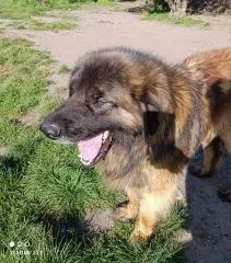 Sandès Inukamour Lof (4)
