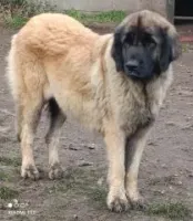 Siona (1)