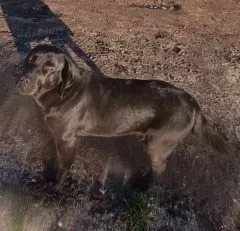 Adoption Labrador à Vendays-Montalivet