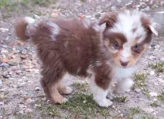 Chiots Berger Australien 27 novembre 2025 (7)