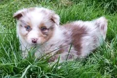 Adoption Berger australien à Vendays-Montalivet