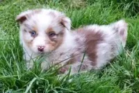 Chiots Berger Australien 27 novembre 2025 (10)