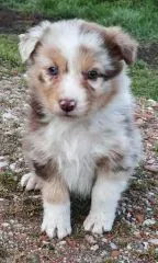 Chiots Berger Australien 27 novembre 2025 (2)