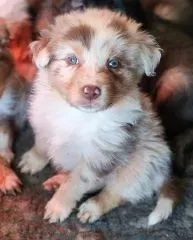 Chiots Berger Australien 27 novembre 2025 (3)