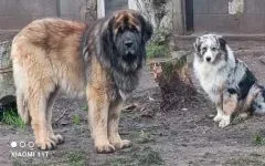 Nos chiens retraités d’élevage en Gironde (7)