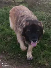 Nos chiens retraités d’élevage en Gironde (8)