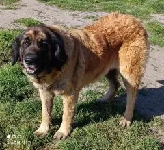 Nos chiens retraités d’élevage en Gironde (1)