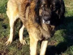 Nos chiens retraités d’élevage en Gironde (3)
