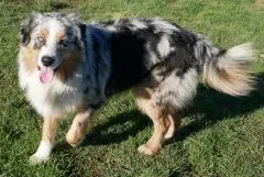 Nos chiens retraités d’élevage en Gironde (4)