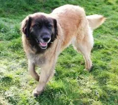 Nos chiens retraités d’élevage en Gironde (6)