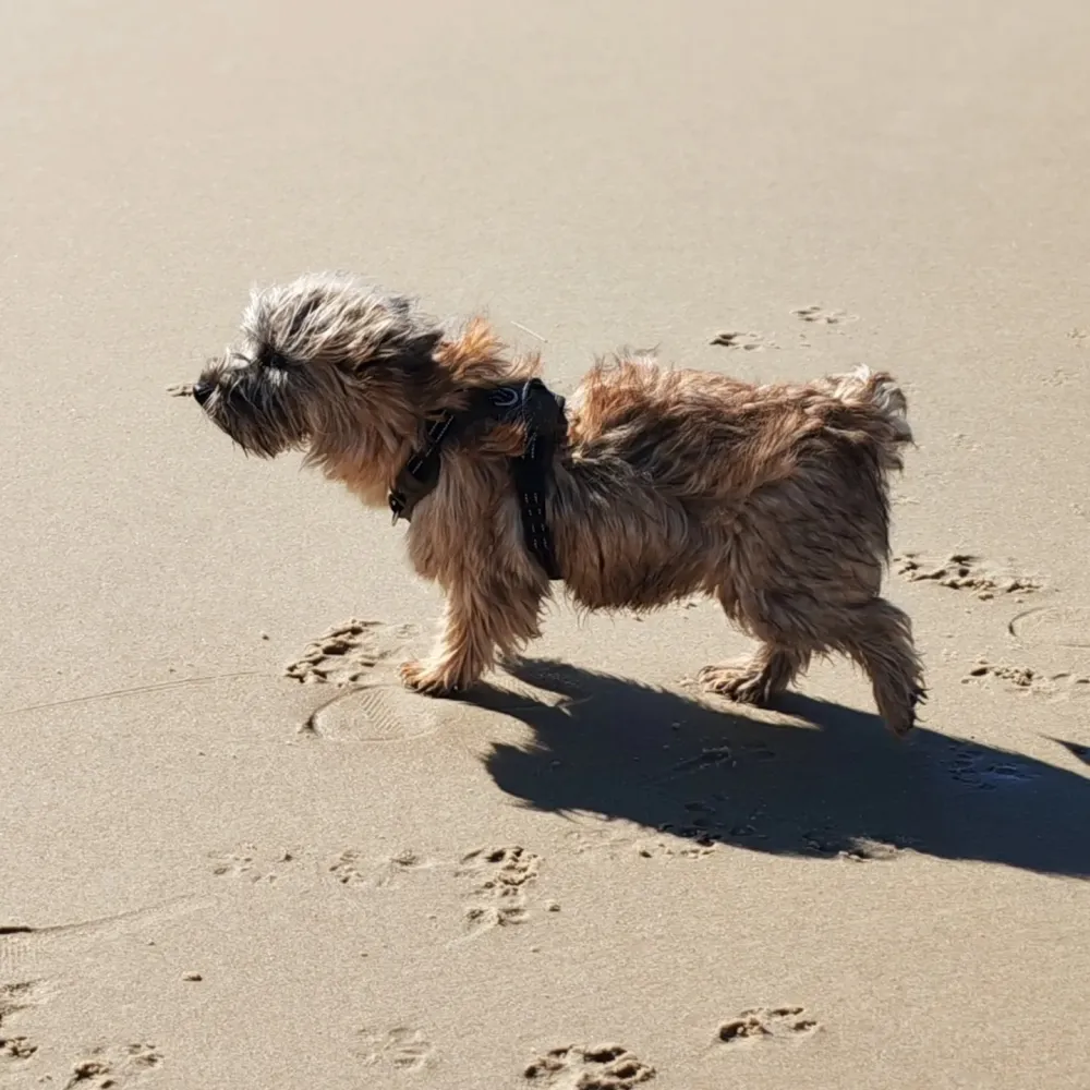 levage de Cairn Terrier en Gironde