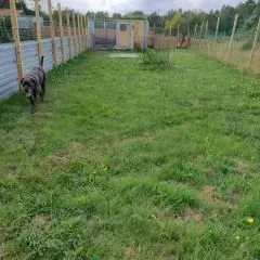 Pension chien (7)