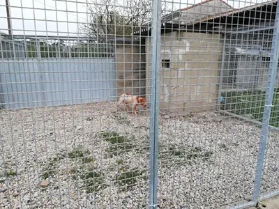 Pension chien (5)