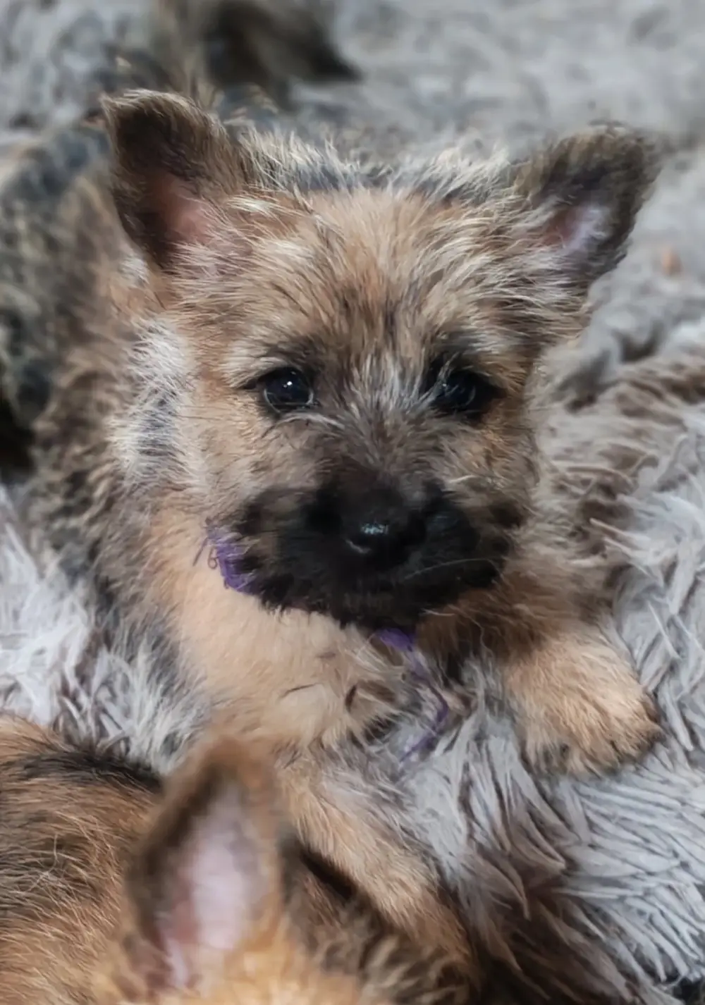 Chiots Cairn Terrier