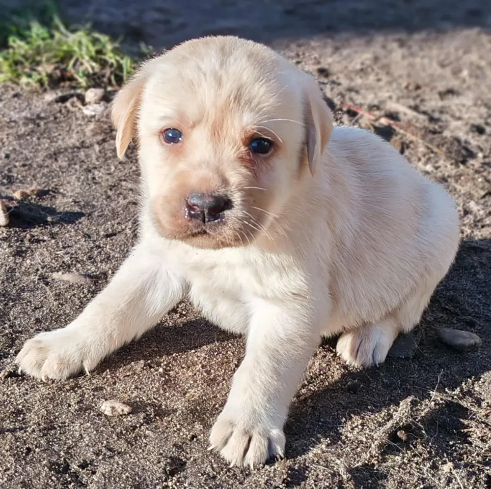 Chiots labrador
