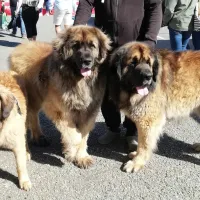 Logan, Moogly, père et fils