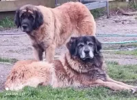 Mia et Ocyale