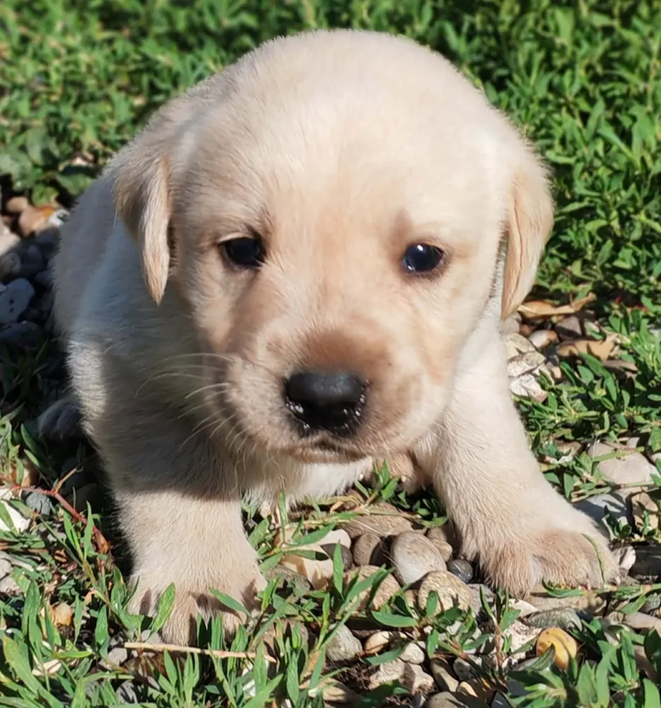 Chiots labrador