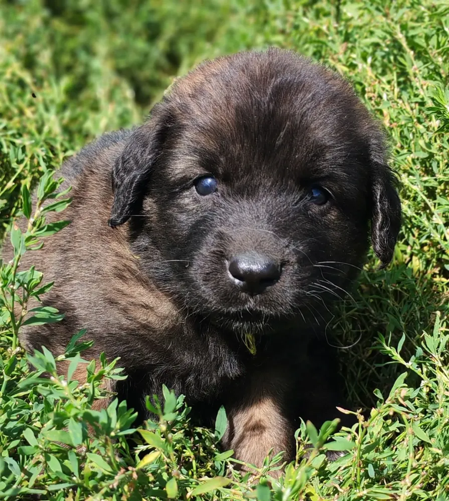 Fem jaune Disponible