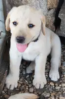 "BILLIE" fem bleu foncé Réservée