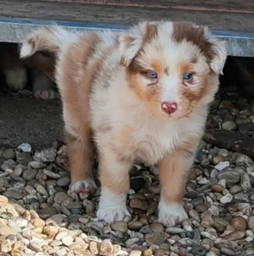BALTO  Mâle 2 Rouge Merle Tricolor Réservé