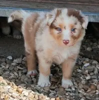BALTO  Mâle 2 Rouge Merle Tricolor Réservé