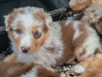 NEIKO   Mâle 1 Rouge Merle Réservé