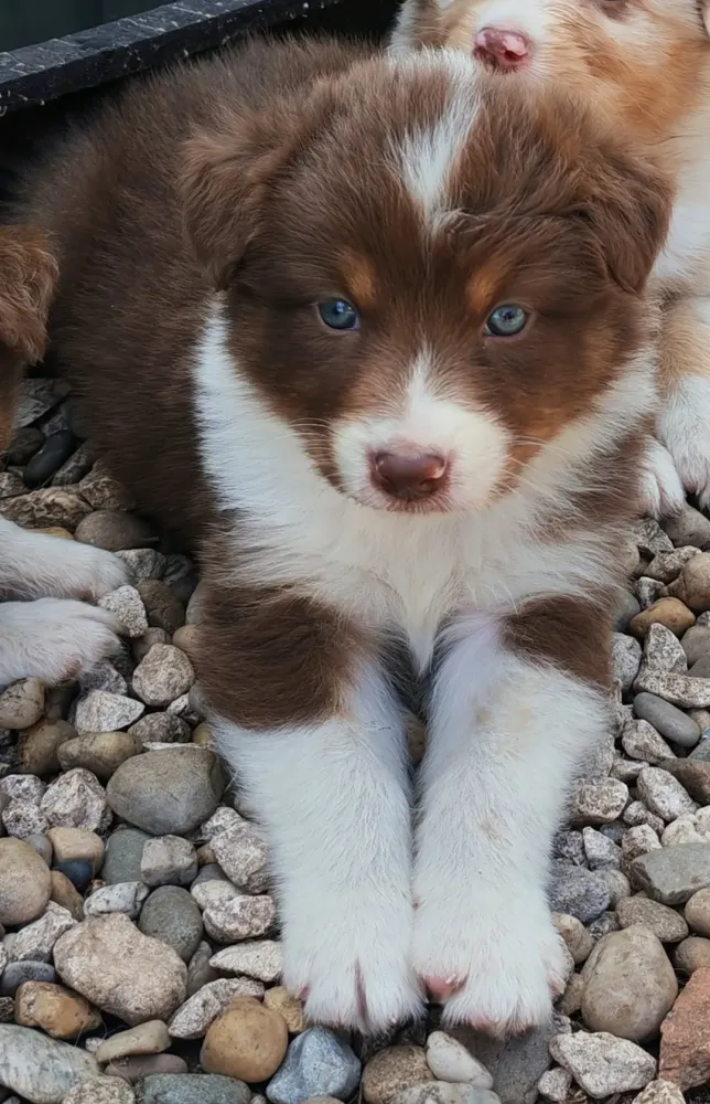 Mâle Rouge Tricolor Disponible