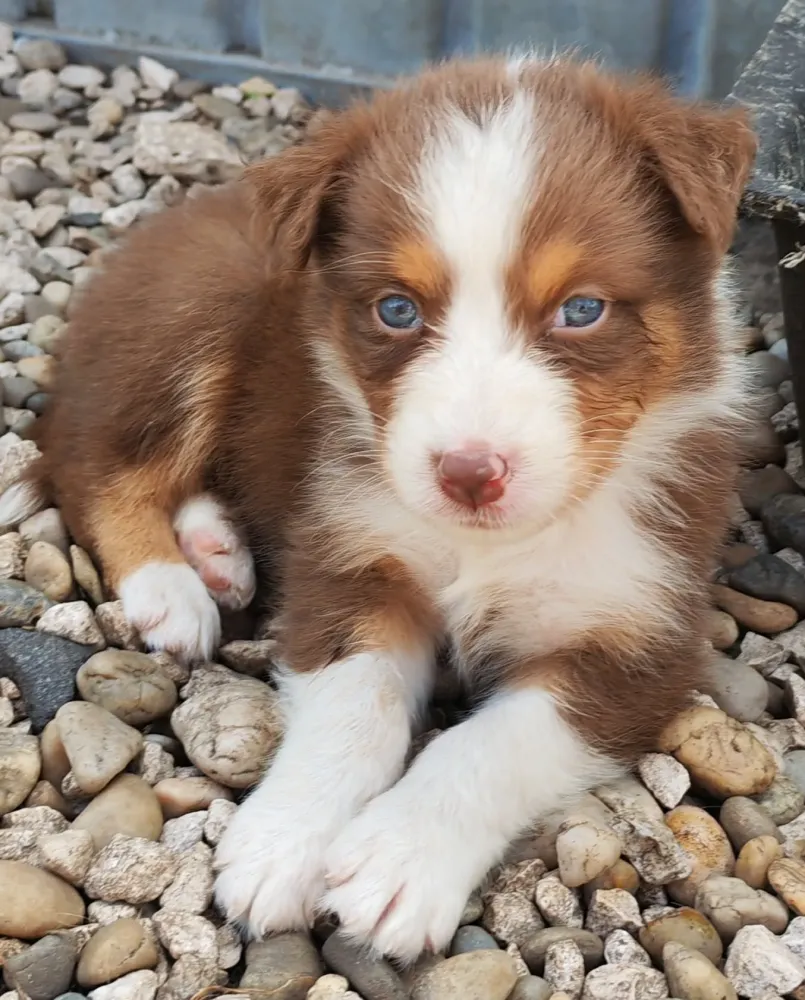 BIANCA  Fem 1 Rouge Tricolor Réservée