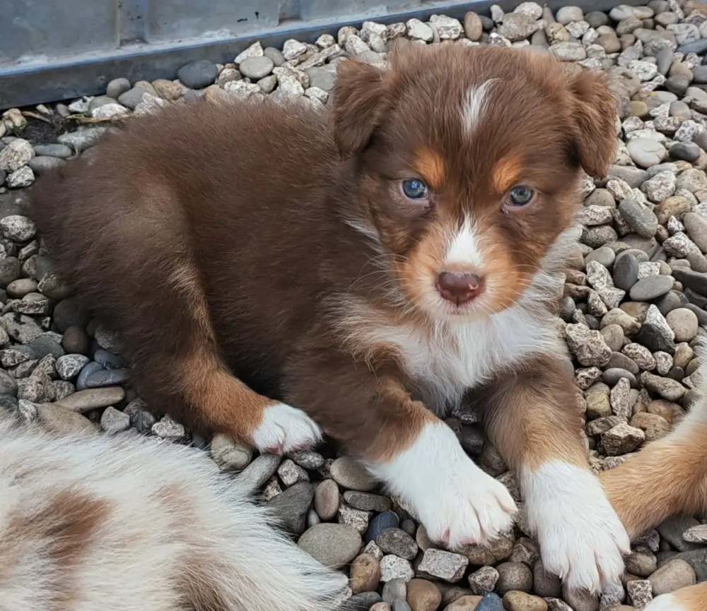 MOKHA  Fem 4 Rouge Tricolor Réservée