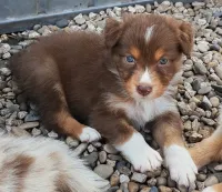 MOKHA  Fem 4 Rouge Tricolor Réservée