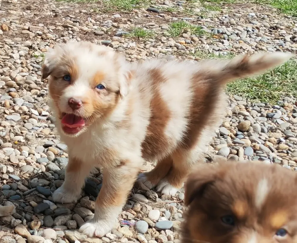 BAIA   Fem 1 Rouge Merle Tricolor Réservée