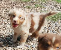 BAIA   Fem 1 Rouge Merle Tricolor Réservée