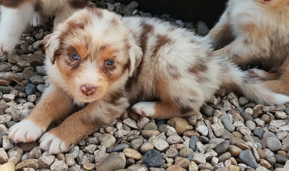 BLUE  Fem 2 Rouge Merle Tricolor Réservée