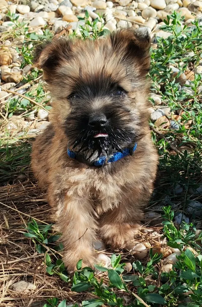 Chiots cairn terrier nés le 10 juillet 26