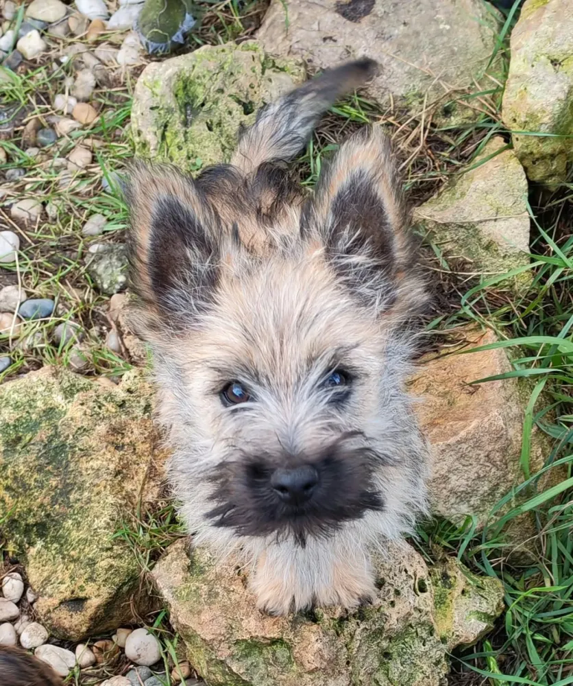 Chiots cairn terrier nés le 10 juillet 26